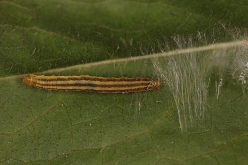 Réf. 269 015 : Clepsis senecionana